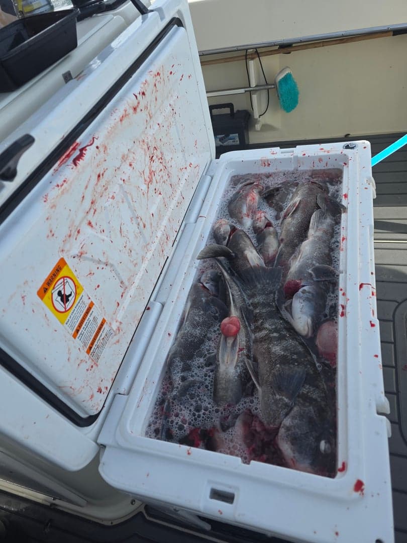 Tautog caught by Get Tight Sport Fishing Captain Brian Coombs, October 2025