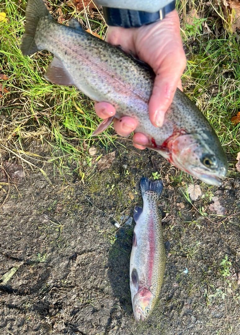 Rainbow Trout caught by Johnny Walker, October 2025