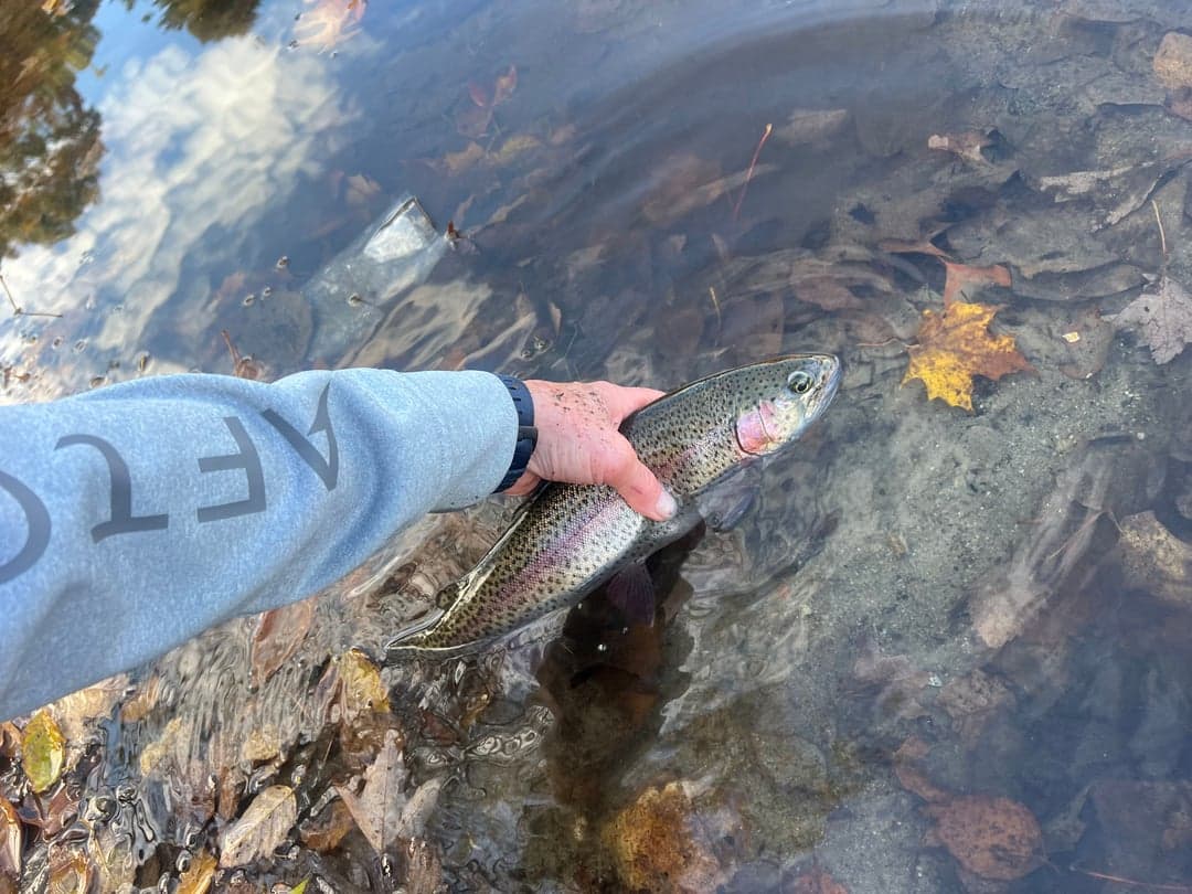 Rainbow Trout caught by Johnny Walker, October 2025