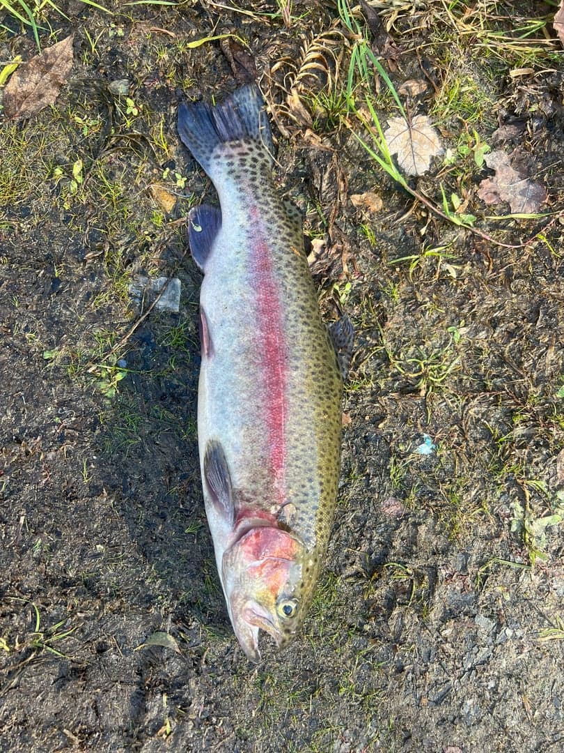 Rainbow Trout caught by Johnny Walker, October 2025
