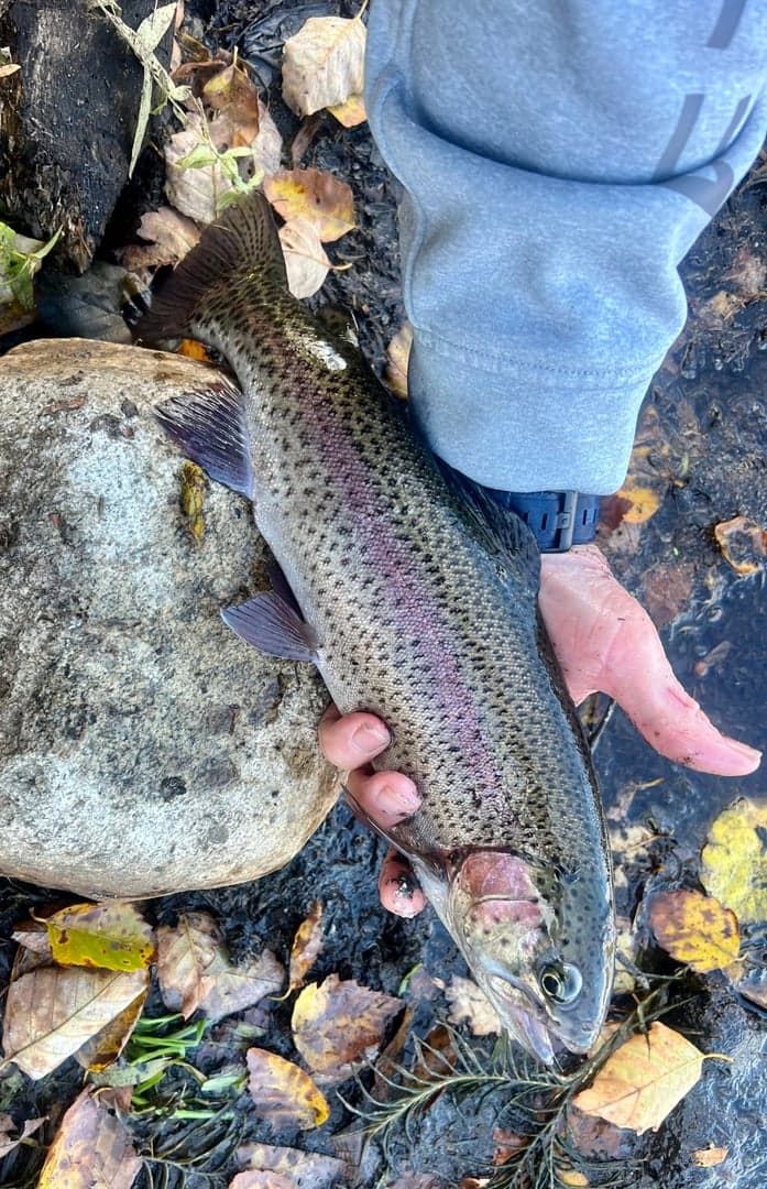 Rainbow Trout caught by Johnny Walker, October 2025
