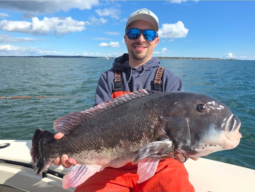 Tautog caught by Get Tight Sport Fishing Captain Brian Coombs, October 2025