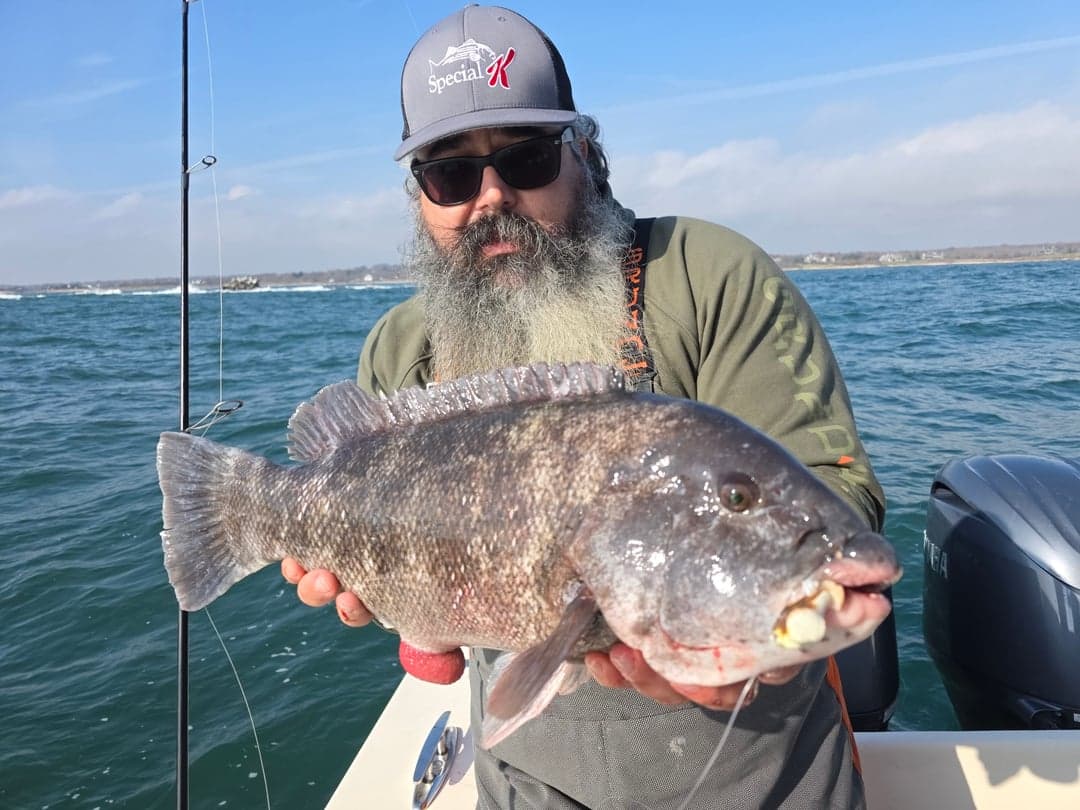 Tautog caught by Get Tight Sport Fishing Captain Brian Coombs, November 2025
