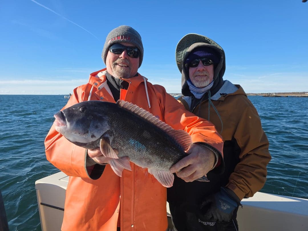 Tautog caught by Get Tight Sport Fishing Captain Brian Coombs, November 2025
