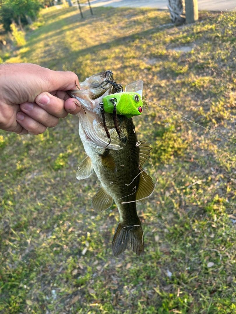Largemouth Bass caught by Tack S, April 2025