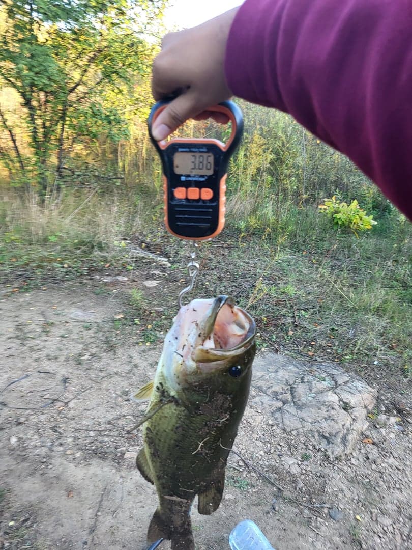 Largemouth Bass caught by Ben Hikari, September 2025