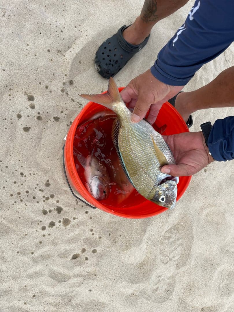 Porgy caught by R C, August 2024