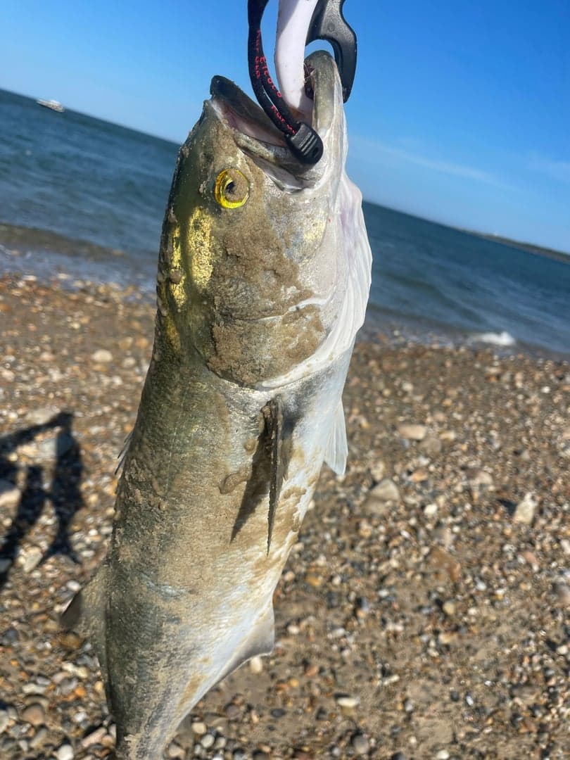 Bluefish  caught by R C, August 2024