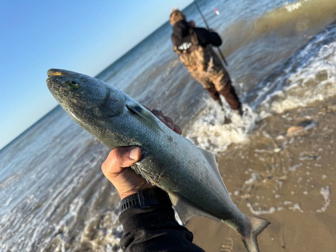 Bluefish caught by R C, October 2025
