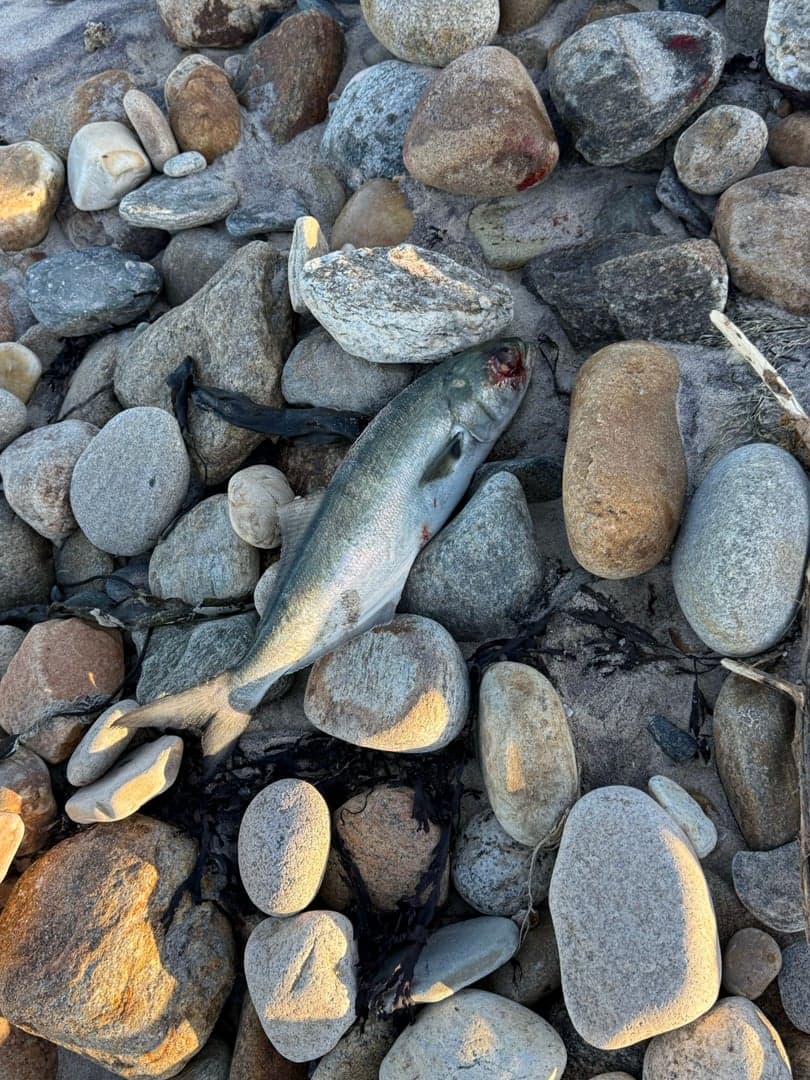 Bluefish caught by R C, October 2025