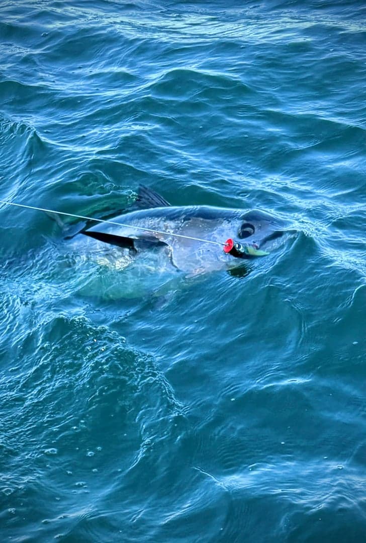 Atlantic Bluefin Tuna caught by Chris Blake, October 2025