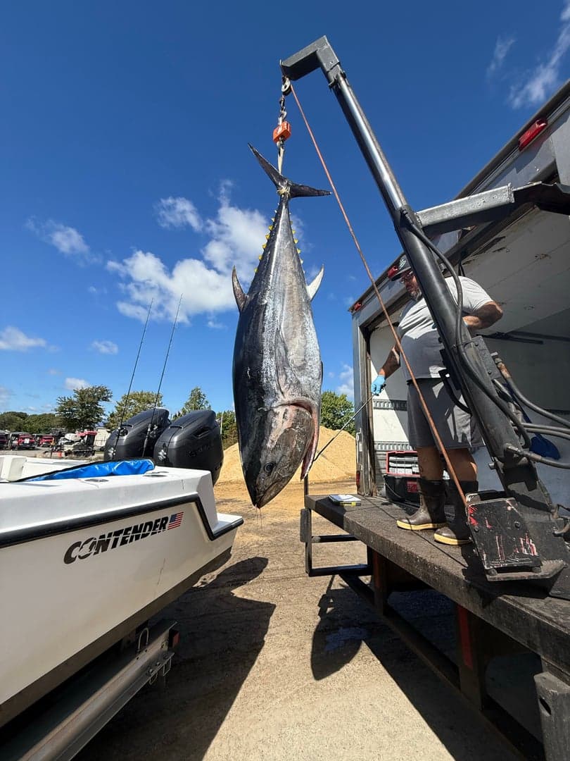 Atlantic Bluefin Tuna caught by Chris Blake, October 2025