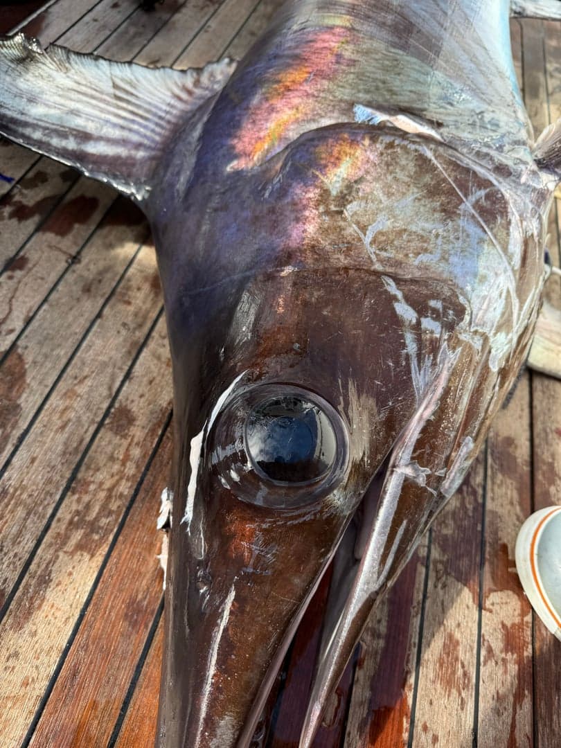 Swordfish caught by Chris Blake, October 2025