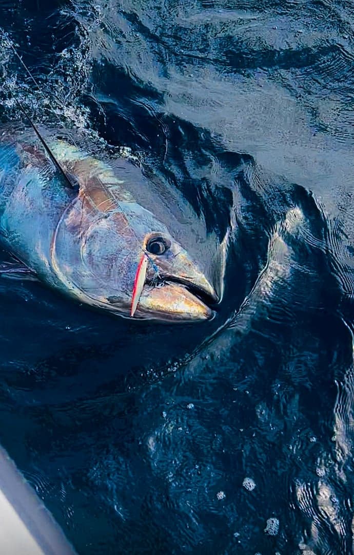 Atlantic Bluefin Tuna caught by Chris Blake, October 2025