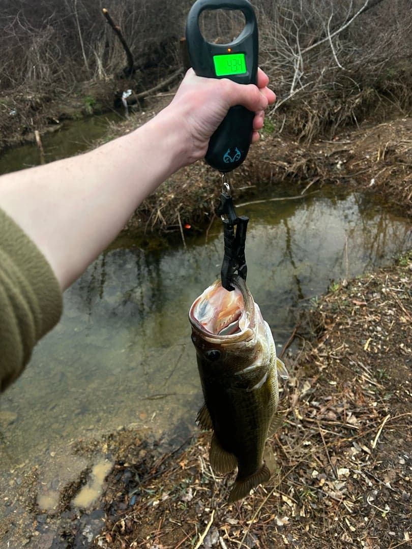 Largemouth Bass caught by Tony Hix, February 2026
