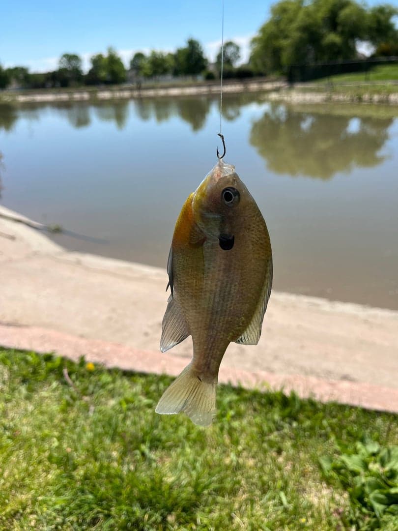 Bluegill caught by Easton Timm, June 2022