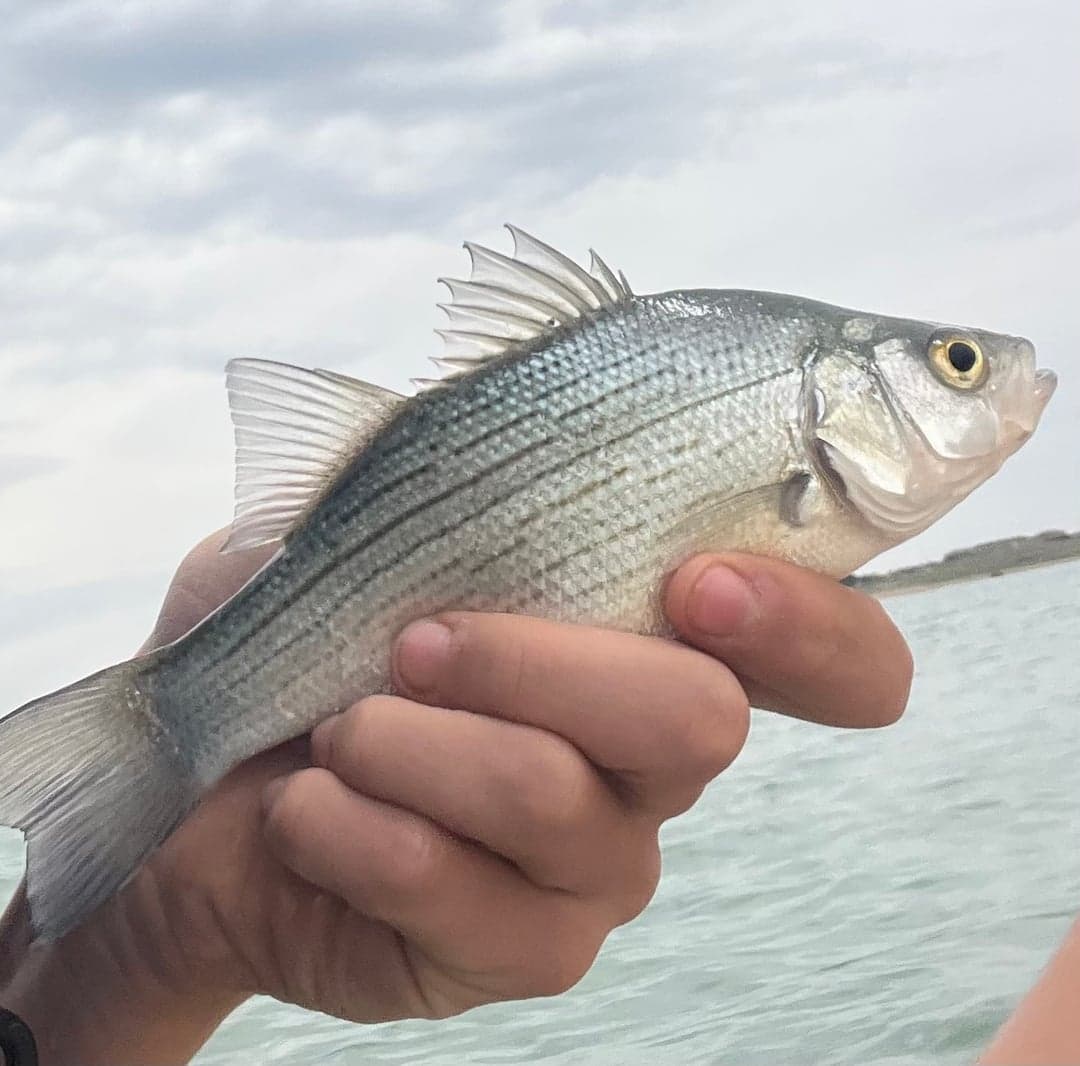White bass caught by Easton Timm, May 2025