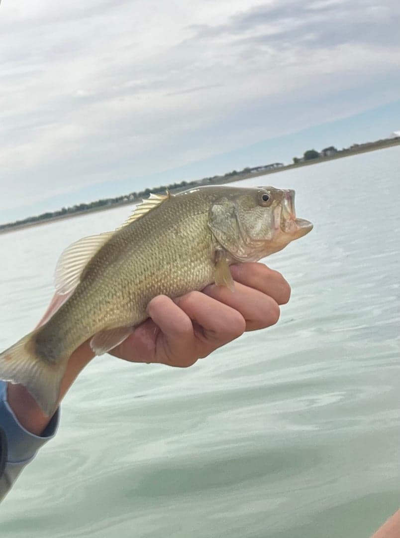Largemouth Bass caught by Easton Timm, May 2025