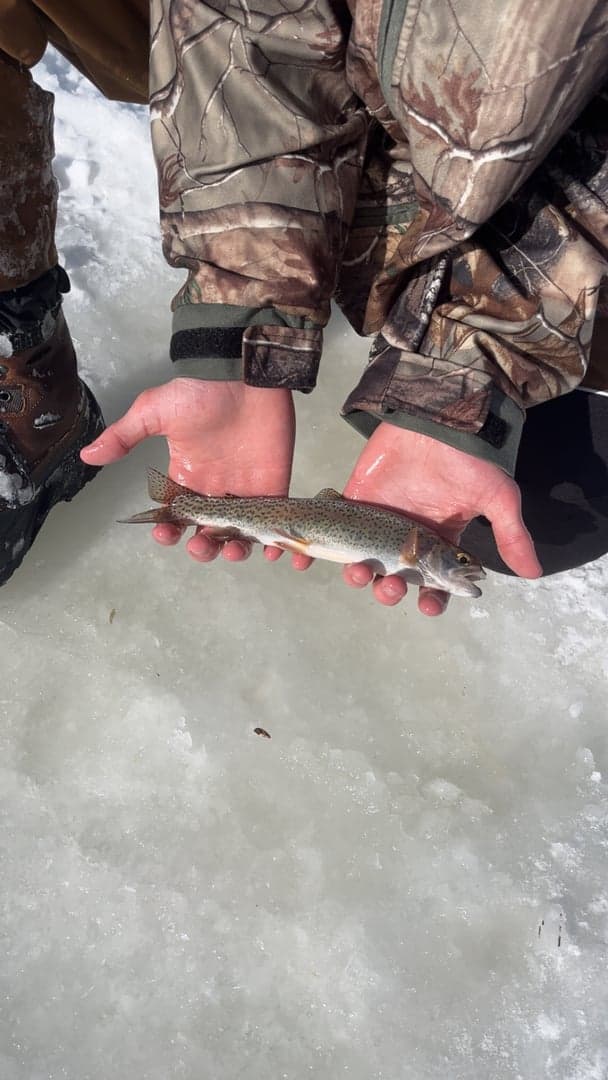 Rainbow Trout caught by Easton Timm, February 2026