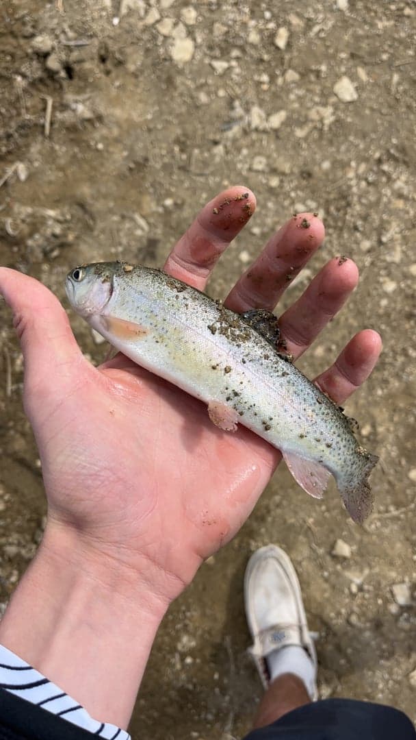Rainbow Trout caught by Easton Timm, March 2026