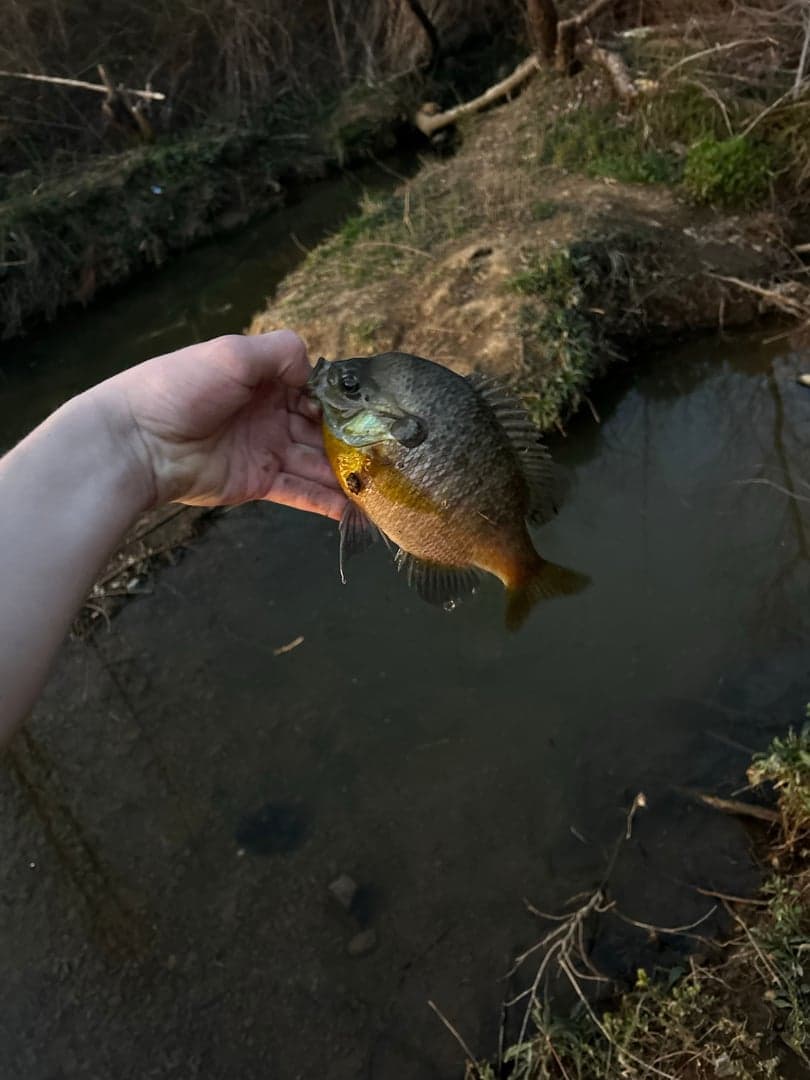 Bluegill caught by Tony Hix, March 2026