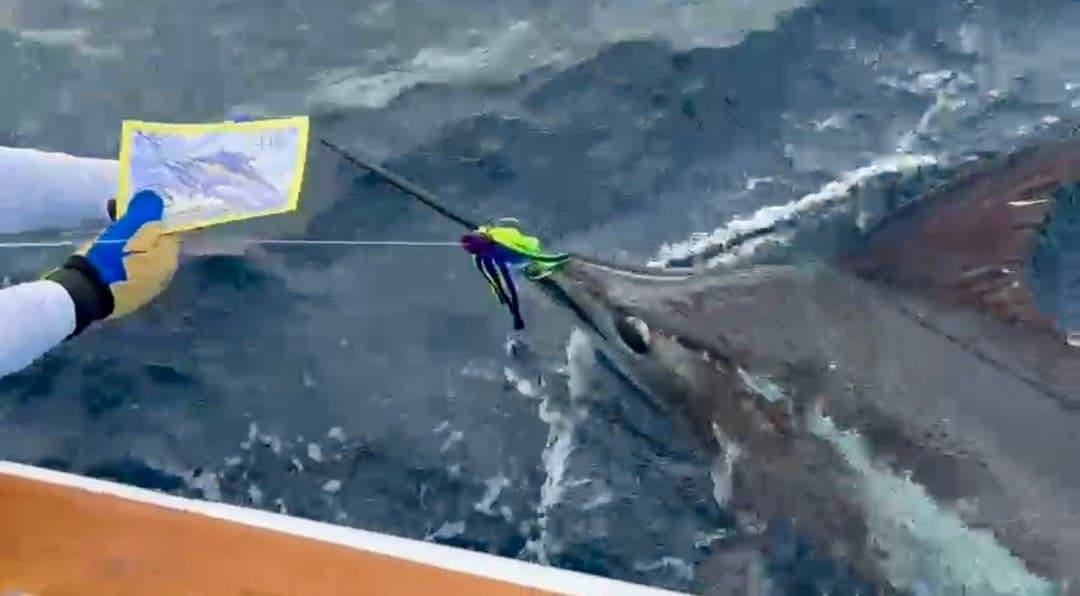 Blue Marlin caught by Roberto Ycaza, January 2026