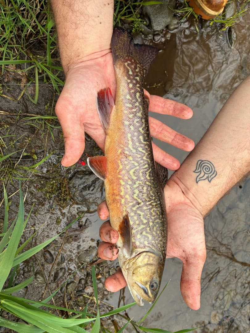 Tiger Trout caught by Ryan Emma, April 2026