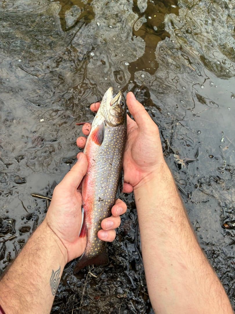 Brook Trout caught by Ryan Emma, April 2026