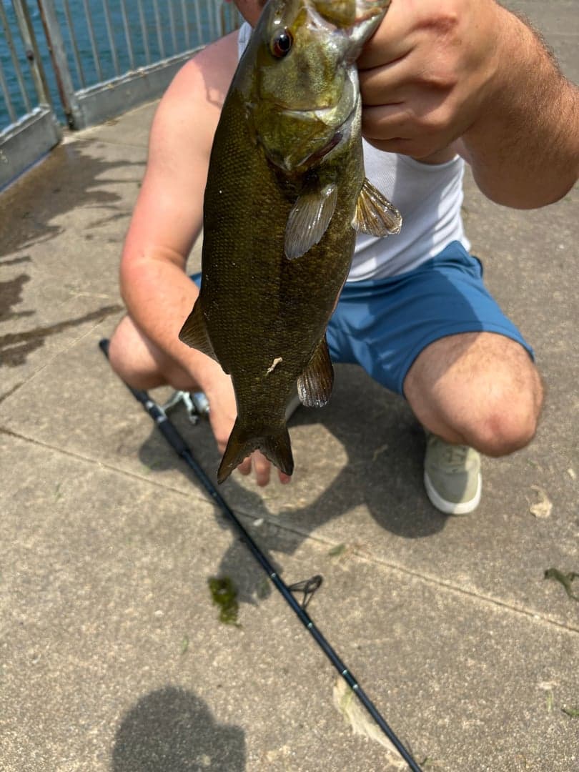 Smallmouth Bass caught by Ryan Emma, July 2025
