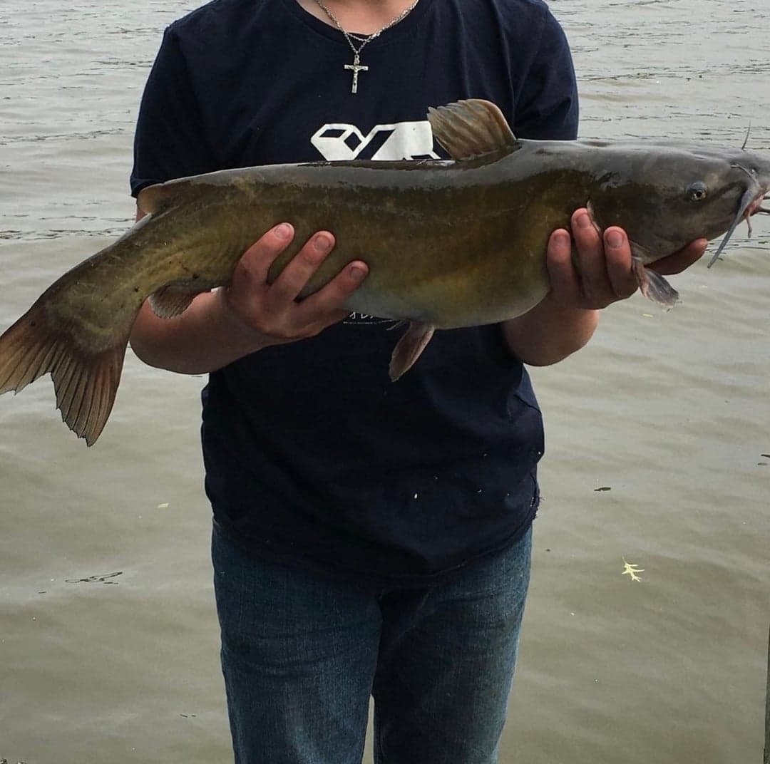 Channel Catfish caught by Ryan Emma, May 2026