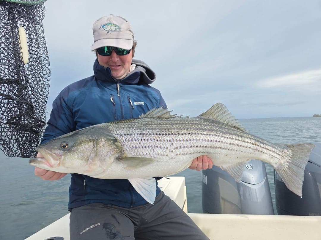 Striped Bass caught by Get Tight Sport Fishing Captain Brian Coombs, April 2026
