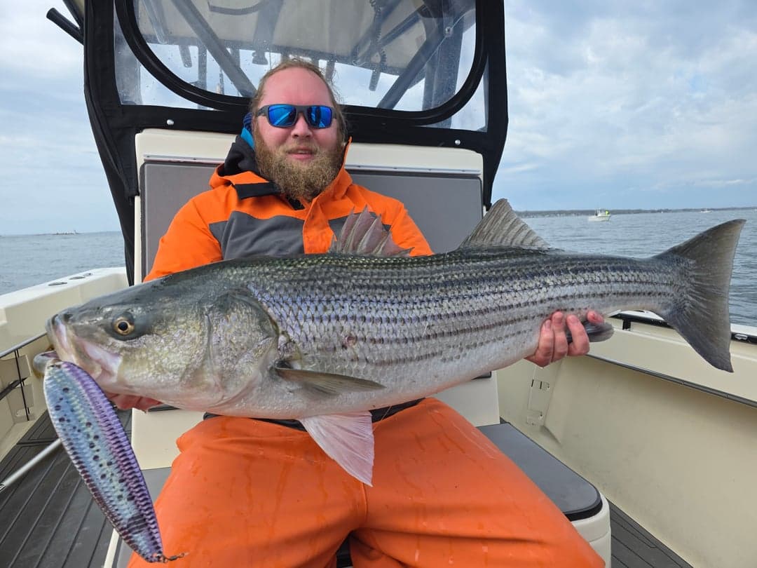 Striped Bass caught by Get Tight Sport Fishing Captain Brian Coombs, May 2026