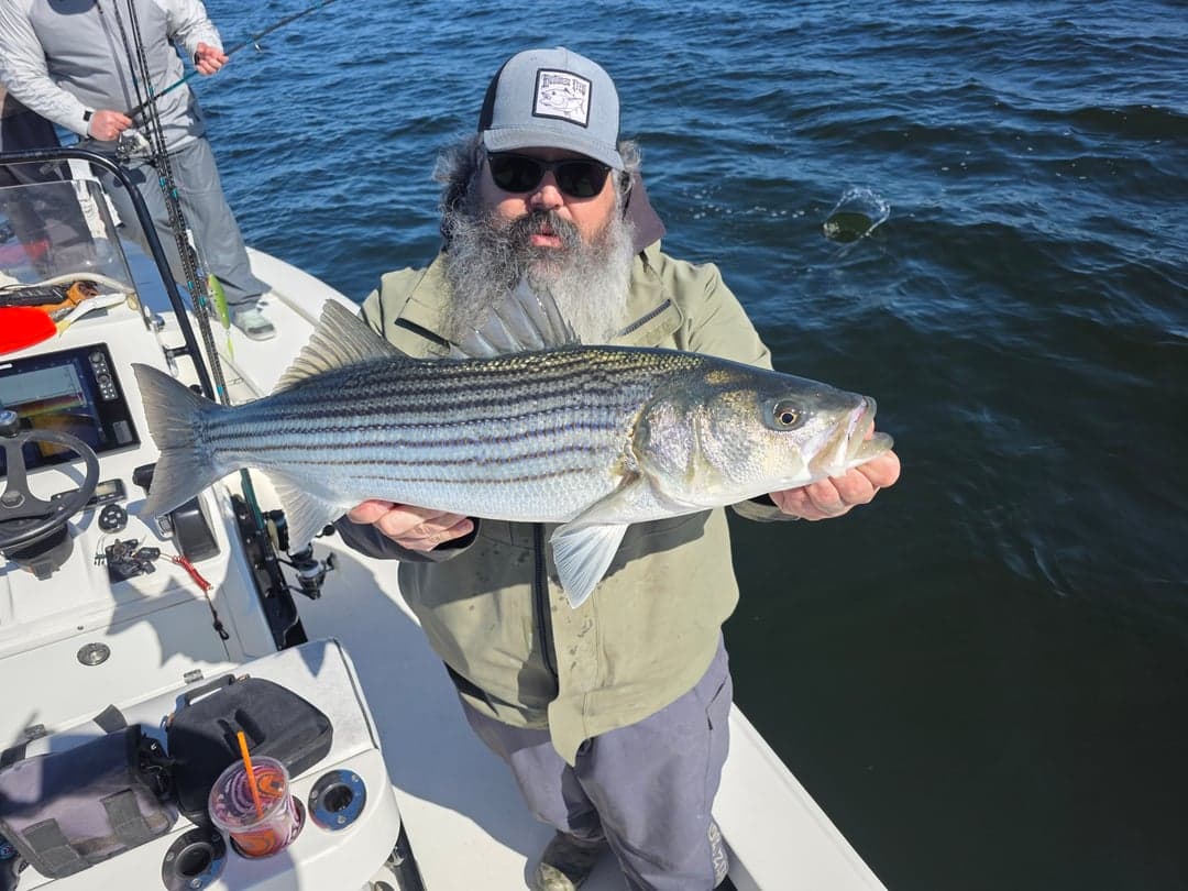 Striped Bass caught by Get Tight Sport Fishing Captain Brian Coombs, April 2026