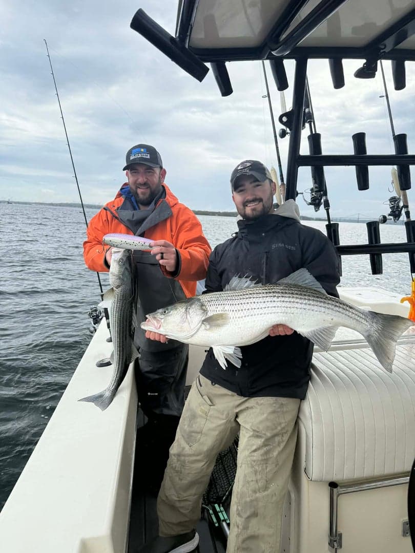 Striped Bass caught by Get Tight Sport Fishing Captain Brian Coombs, May 2026