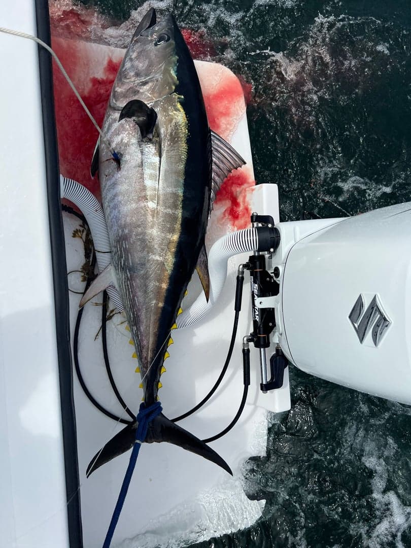 Southern Bluefin Tuna caught by Johnny Walker, June 2023