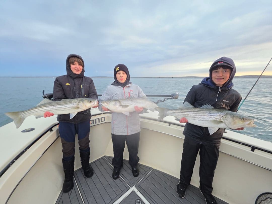 Striped Bass caught by Get Tight Sport Fishing Captain Brian Coombs, May 2026