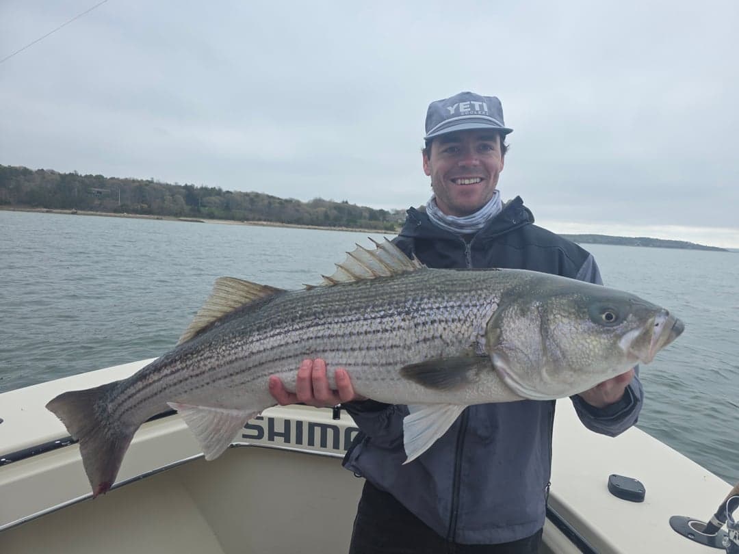 Striped Bass caught by Get Tight Sport Fishing Captain Brian Coombs, May 2026