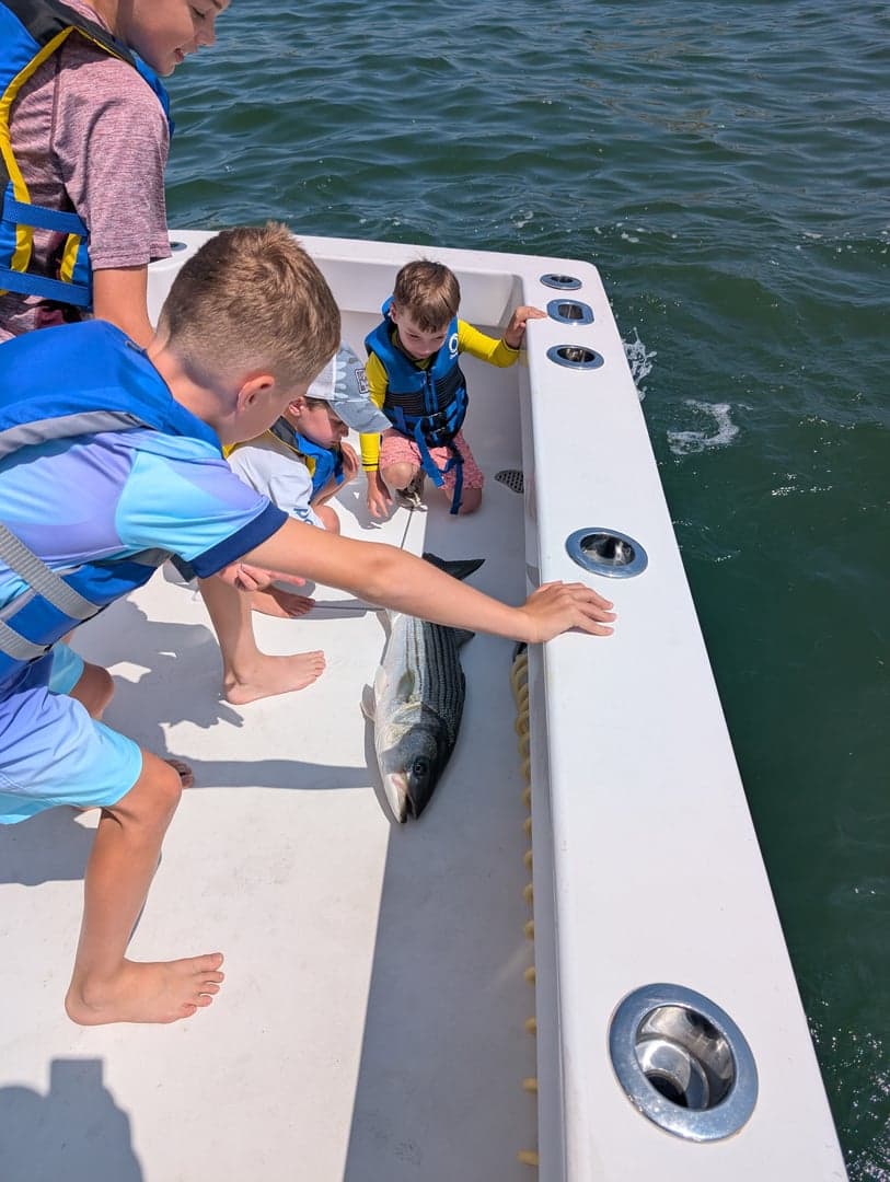 Striped Bass caught by Daniel Hermann, August 2025