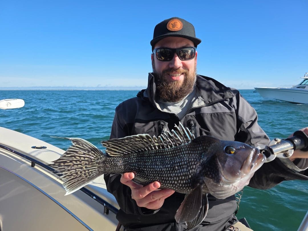 Black Sea Bass caught by Get Tight Sport Fishing Captain Brian Coombs, May 2026