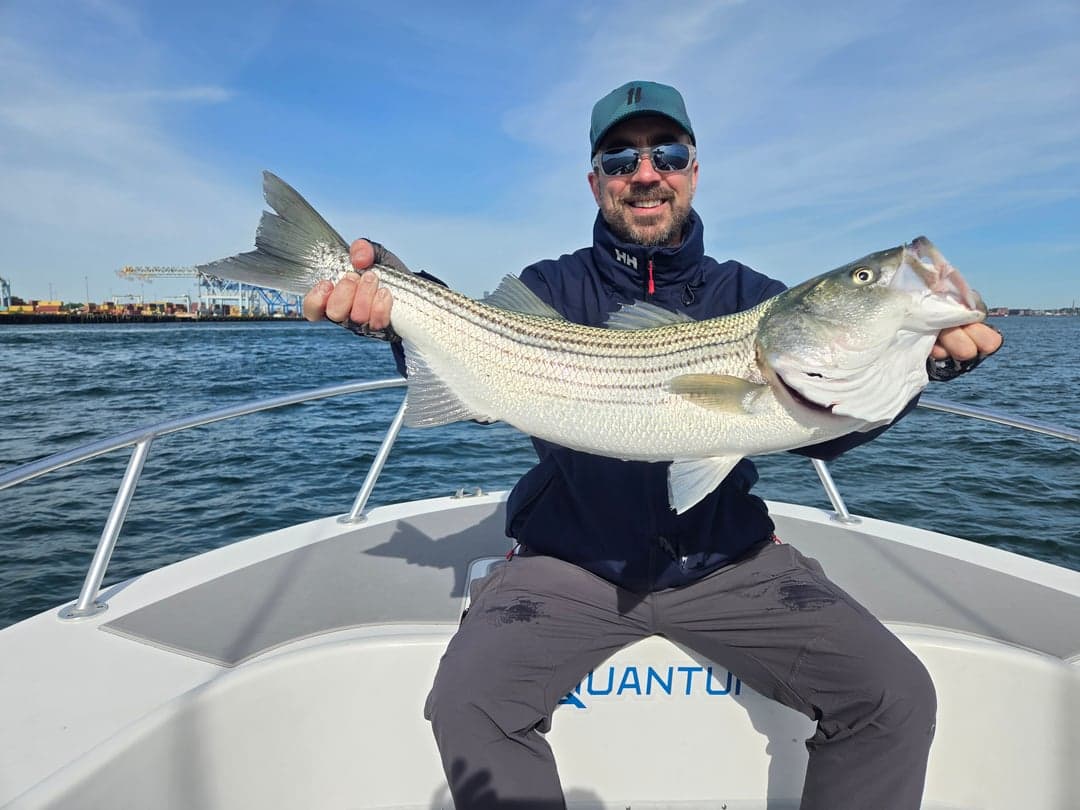Striped Bass caught by Lee Hatton, May 2026
