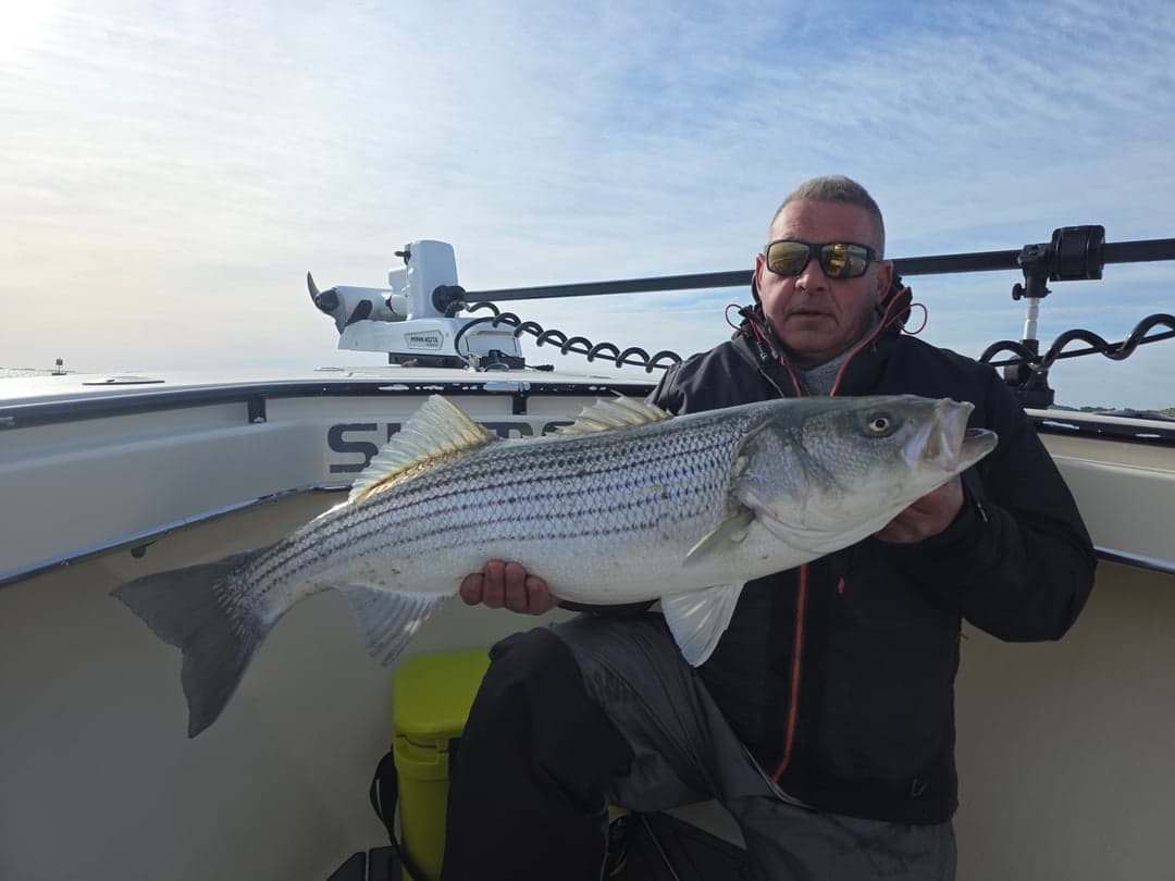 Striped Bass caught by Get Tight Sport Fishing Captain Brian Coombs, May 2026
