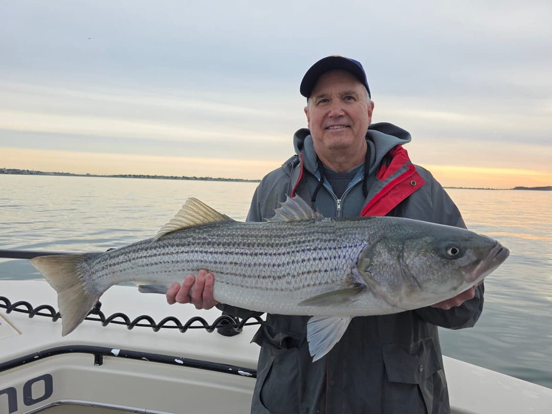Striped Bass caught by Get Tight Sport Fishing Captain Brian Coombs, May 2026