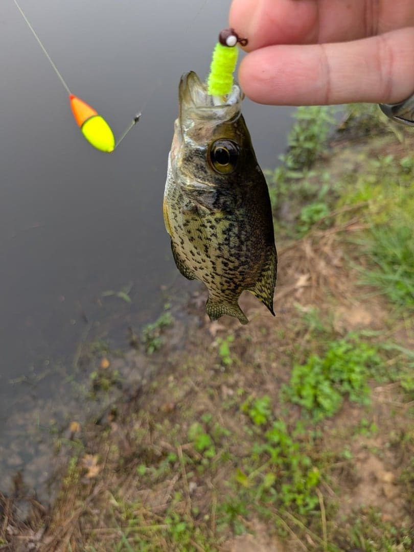 Black Crappie caught by Scott Van Wye, May 2026