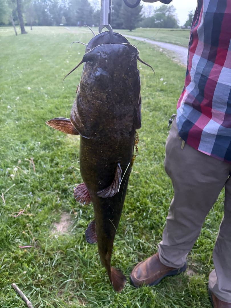 Flathead Catfish caught by Scott Van Wye, April 2026
