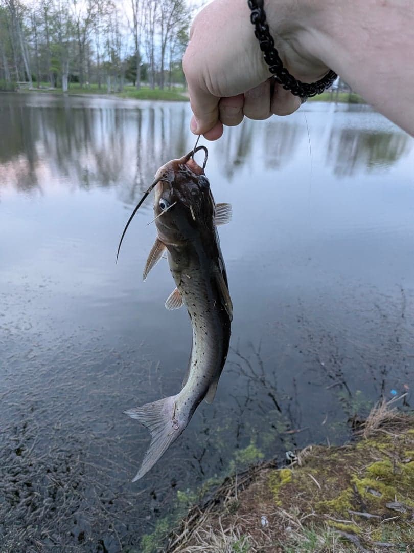 Channel Catfish caught by Scott Van Wye, April 2026