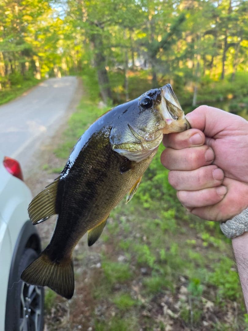 Largemouth Bass caught by benjamin emmott, May 2026