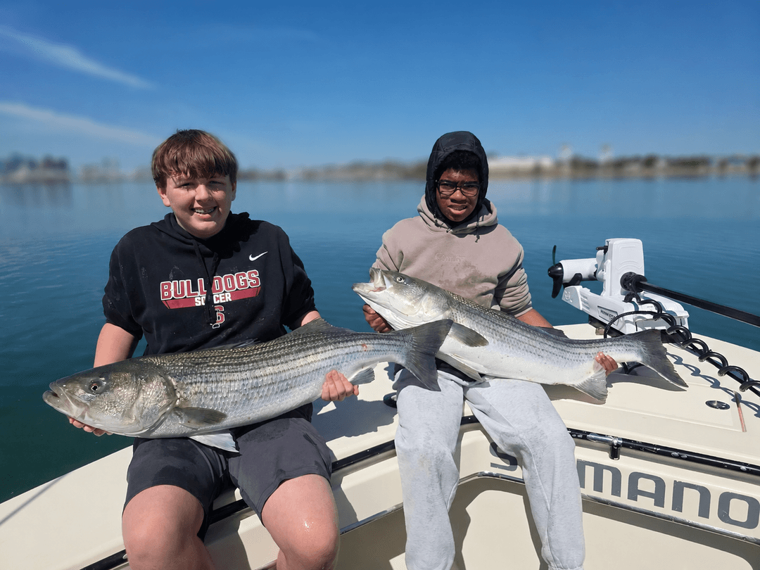 Striped Bass caught by Get Tight Sport Fishing Captain Brian Coombs, May 2026