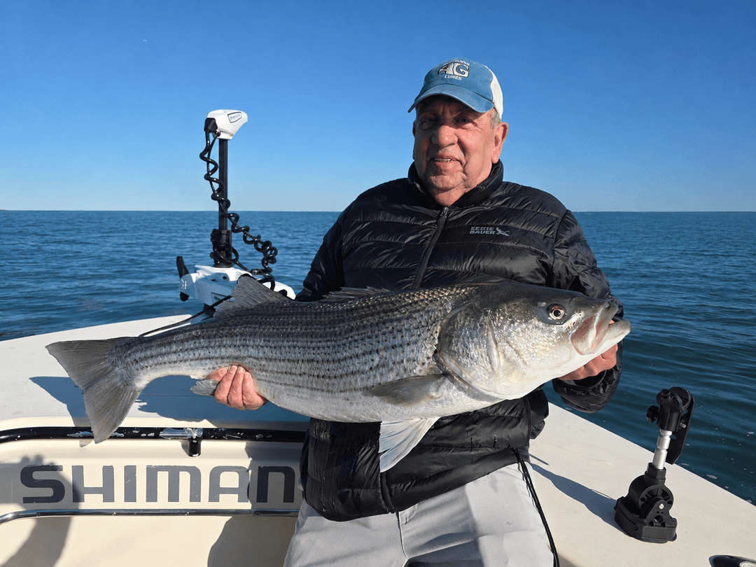 Striped Bass caught by Get Tight Sport Fishing Captain Brian Coombs, June 2026