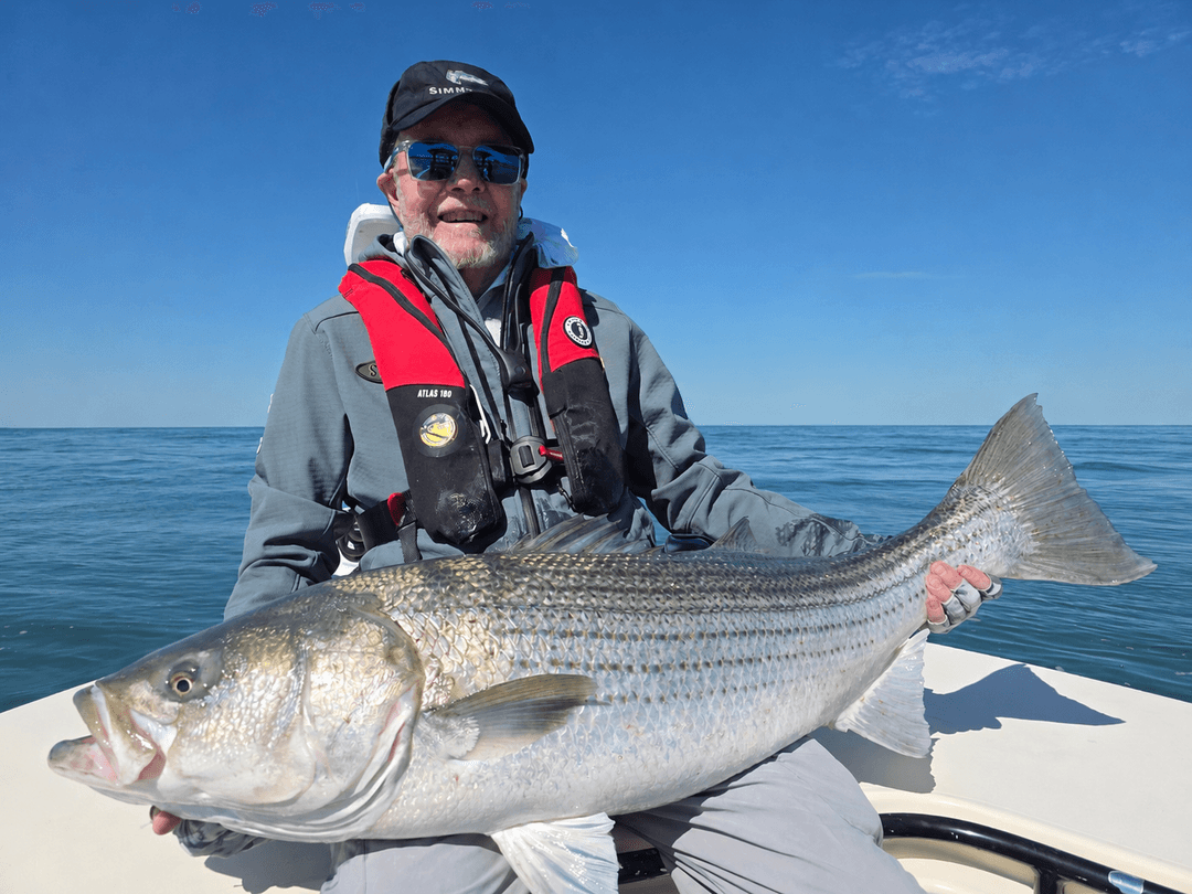 Striped Bass caught by Get Tight Sport Fishing Captain Brian Coombs, June 2026