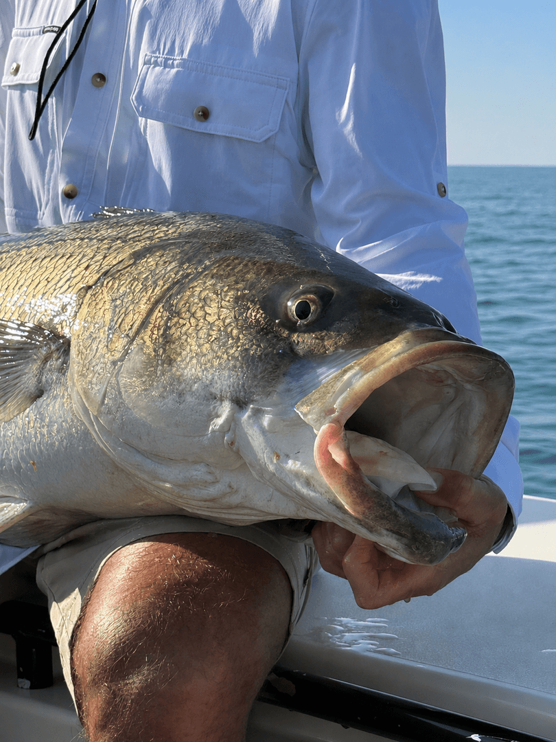 Striped Bass caught by Get Tight Sport Fishing Captain Brian Coombs, June 2026